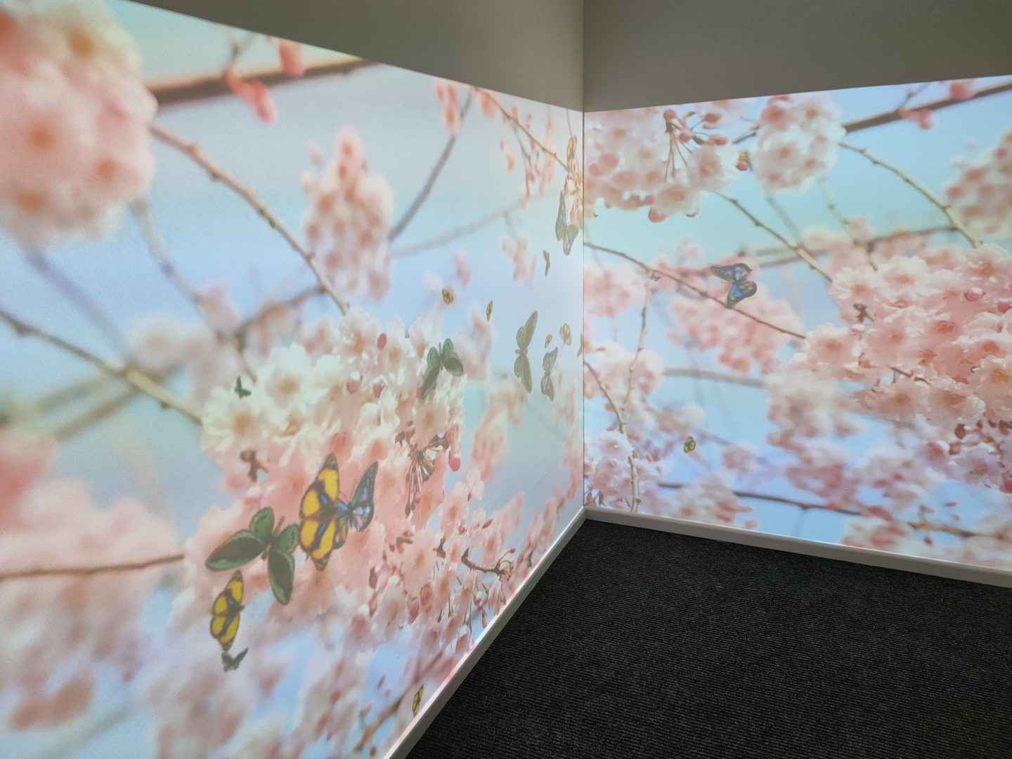 fully interactive immersive sensory room including 2 interactive walls. displaying butterflies over a blossom tree as you touch the surface of the walls