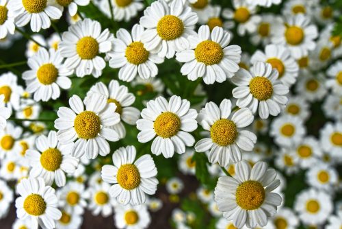 Chamomile flower for the aromatherapy collection used in Immersive Rooms