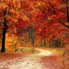 Autumn day with orange leaves on the trees captures the essence of the Autumn Aromatherapy Collection